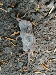 Crocidura