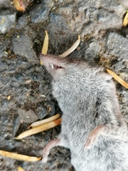 Crocidura