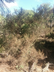 Erica arborea