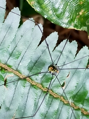 Sclerosomatidae