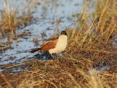 Centropus cupreicaudus