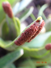 Pyrrosia confluens