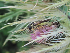 Tenthredo notha titania