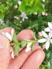 Philotheca buxifolia
