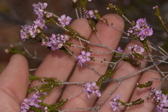 Thryptomene