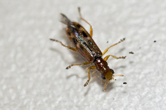 Lemidia