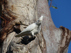 Cacatua sanguinea