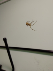 Metellina segmentata