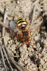 Nomada lathburiana