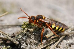 Nomada lathburiana