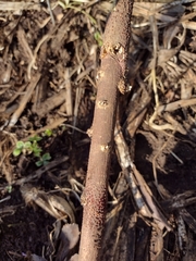 Nectriaceae