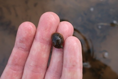 Ampullaceana balthica