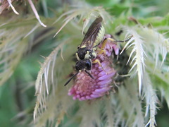 Tenthredo notha titania