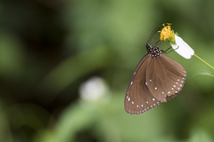 Euploea tulliolus koxinga