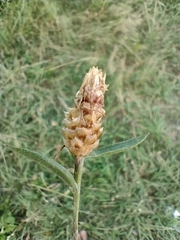 Centaurea jacea
