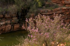 Thryptomene