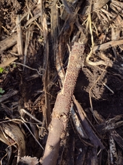 Nectriaceae