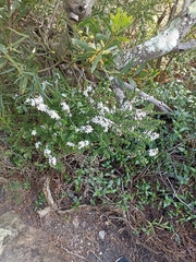 Philotheca buxifolia