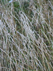 Corynephorus canescens