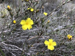 Hibbertia virgata