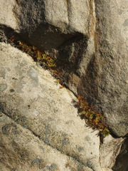 Davallia mariesii