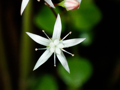 Crassula