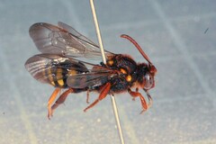 Nomada lathburiana