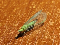 Pseudomallada prasinus