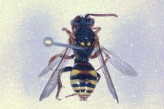 Nomada lathburiana