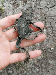 Bufo bufo