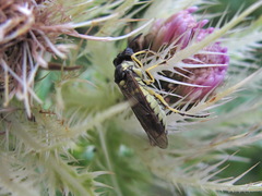 Tenthredo notha titania