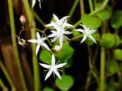 Crassula