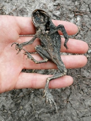 Bufo bufo
