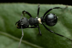 Polyrhachis machaon