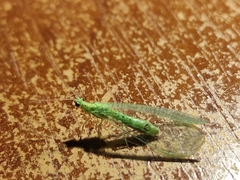 Pseudomallada prasinus