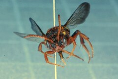 Nomada lathburiana