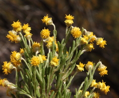 Gilberta tenuifolia