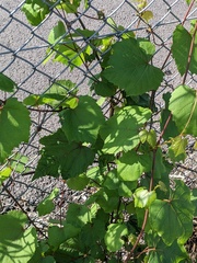 Vitis vinifera
