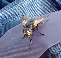 Mesembrina meridiana