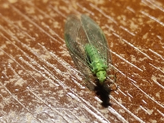 Pseudomallada prasinus