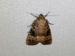 Amphipyra pyramidea