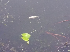 Gymnocephalus cernua