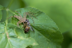 Hamadruas hieroglyphica