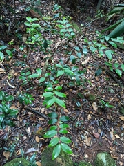 Pilidiostigma glabrum