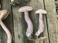 Tylopilus