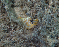 Halgerda terramtuentis