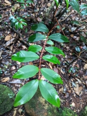 Pilidiostigma glabrum