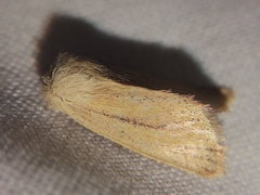 Denticucullus pygmina