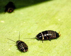 Ellipsidion