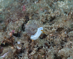 Ardeadoris angustolutea